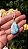 Pingente Larimar - Imagem 2