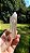 Cristal Phantom Lodolita - Imagem 4