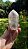 Cristal Phantom Multiplos - Imagem 2