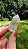 Cristal Phantom Branco - Imagem 4