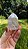 Cristal Phantom Branco - Imagem 2