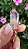 Pingente Phantom Jardim - Imagem 3