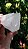Quartzo Espirito Branco - Imagem 2