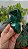Malaquita - Imagem 3