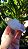 Drusa com Linha Faden - Imagem 1