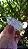 Cristal Biterminado - Imagem 2