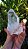Cristal Autocurado - Imagem 1