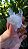 Drusa de Cristal - Imagem 2