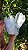 Drusa Blue Tara - Imagem 4