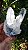 Drusa Blue Tara - Imagem 1
