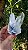 Drusa Blue Tara - Imagem 5