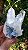 Drusa Blue Tara - Imagem 2
