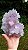 Flor de Ametista com Celadonita - Imagem 1