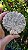 Fossilização esculpidas em forma de Amonitas - Imagem 2