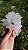 Flor de Cristal - Imagem 1