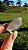 Phantom Anjo - Imagem 2
