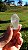 Phantom Anjo - Imagem 1