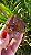 Dream Coat Red Cap - Imagem 2