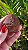 Dream Coat Red Cap - Imagem 3