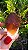Dream Coat Red Cap - Imagem 1