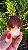 Dream Coat Red Cap - Imagem 2