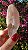 Pink Sugar - Imagem 6