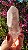 Pink Sugar - Imagem 4
