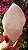 Pink Sugar - Imagem 1