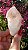 Pink Sugar - Imagem 3