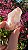 Pink Sugar - Imagem 3