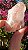 Pink Sugar - Imagem 1