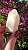 Pink Sugar - Imagem 3