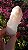 Pink Sugar - Imagem 4