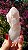 Pink Sugar - Imagem 1