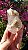 Pink Sugar - Imagem 3