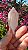 Pink Sugar - Imagem 1
