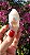 Pink Sugar - Imagem 2