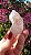 Pink Sugar - Imagem 3