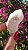 Pink Sugar - Imagem 1