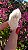 Pink Sugar - Imagem 2