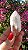 Pink Sugar - Imagem 1