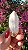 Pink Sugar - Imagem 2