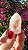 Pink Sugar - Imagem 1