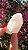 Pink Sugar - Imagem 2