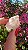 Pink Sugar - Imagem 2