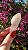 Pink Sugar - Imagem 2