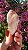 Pink Sugar - Imagem 1