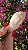 Pink Sugar - Imagem 2