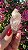Pink Sugar - Imagem 2