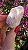 Pink Sugar - Imagem 2